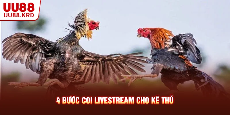 4 bước coi livestream cho kê thủ