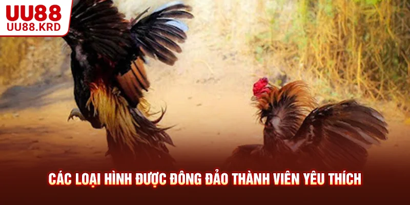 Các loại hình được đông đảo thành viên yêu thích