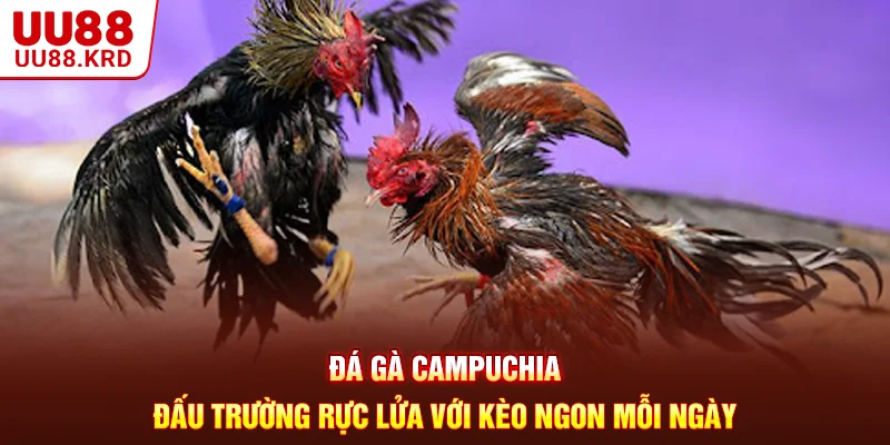 Đá Gà Campuchia - Đấu Trường Rực Lửa Với Kèo Ngon Mỗi Ngày
