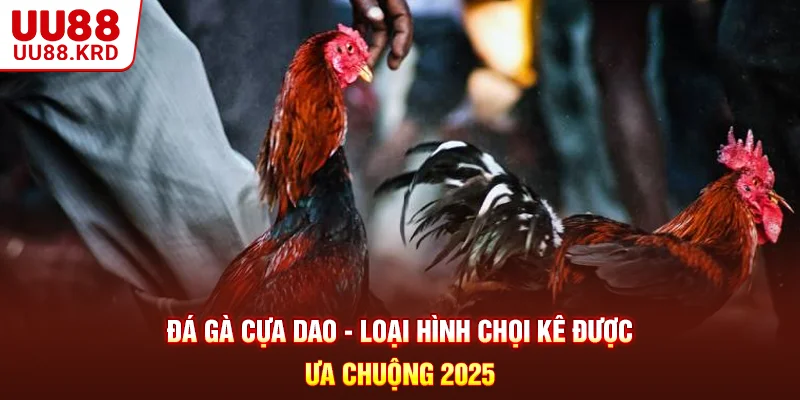Đá Gà Cựa Dao - Loại Hình Chọi Kê Được Ưa Chuộng 2025
