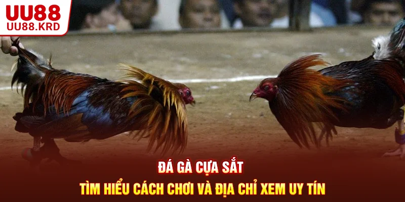 Đá Gà Cựa Sắt - Tìm Hiểu Cách Chơi Và Địa Chỉ Xem Uy Tín #1