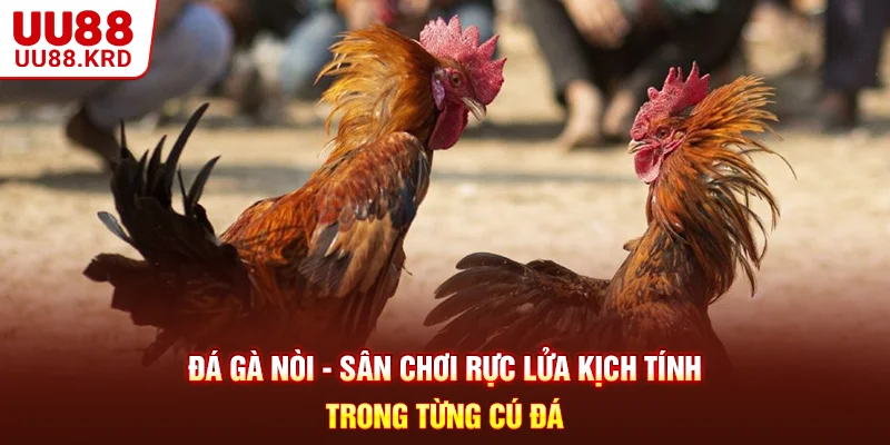 Đá Gà Nòi - Sân Chơi Rực Lửa Kịch Tính Trong Từng Cú Đá