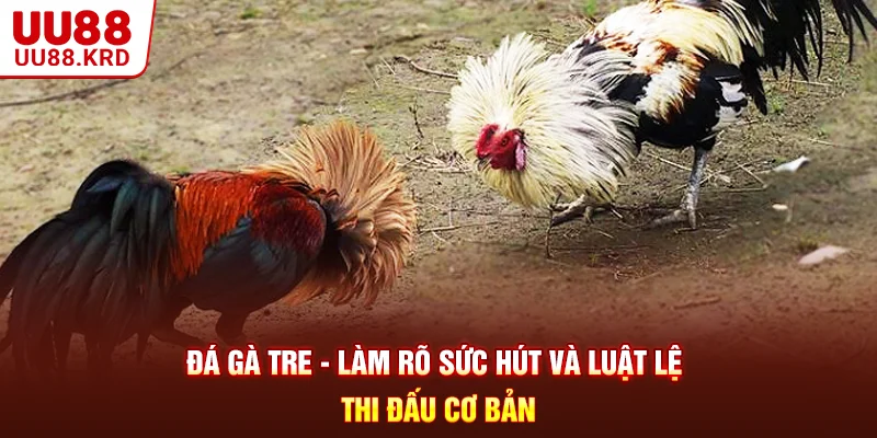 Đá Gà Tre - Làm Rõ Sức Hút Và Luật Lệ Thi Đấu Cơ Bản