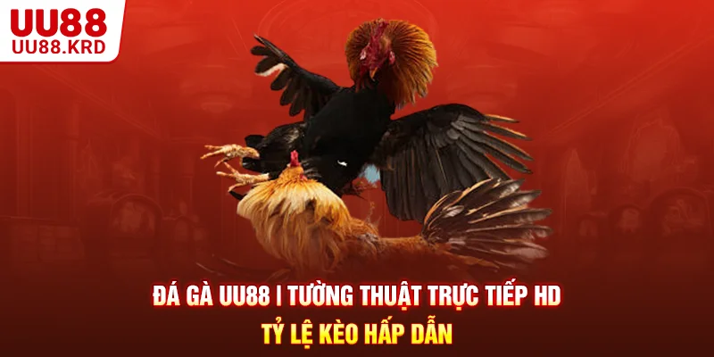 Đá Gà UU88 | Tường Thuật Trực Tiếp HD - Tỷ Lệ Kèo Hấp Dẫn