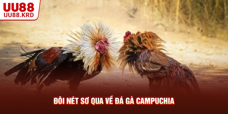 Đôi nét sơ qua về đá gà Campuchia