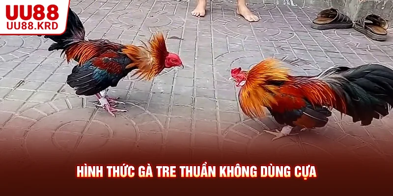 Hình thức gà tre thuần không dùng cựa Hình thức gà tre thuần không dùng cựa