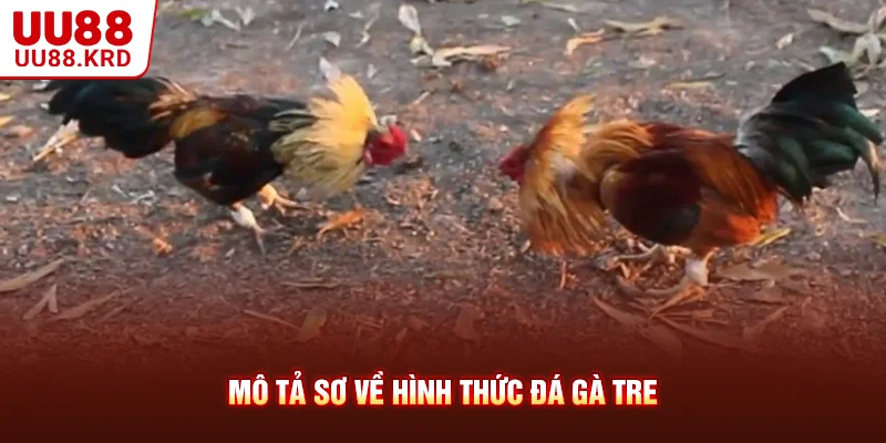 Mô tả sơ về hình thức đá gà tre Mô tả sơ về hình thức đá gà tre