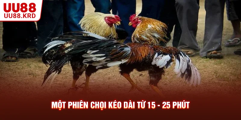 Một phiên chọi kéo dài từ 15 - 25 phút