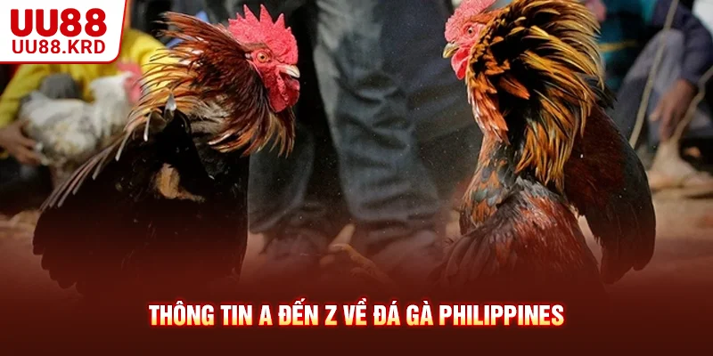 Thông tin A đến Z về đá gà Philippines