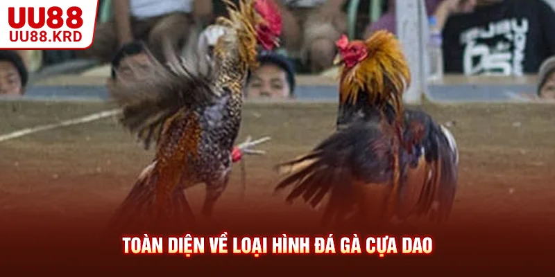 Toàn diện về loại hình đá gà cựa dao