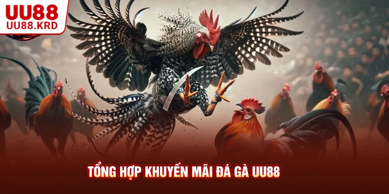 Kinh nghiệm tận dụng free bet Tổng hợp khuyến mãi đá gà UU88