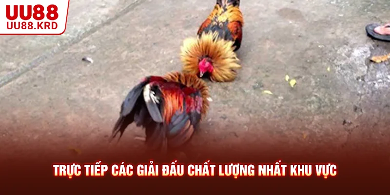 Trực tiếp các giải đấu chất lượng nhất khu vực Trực tiếp các giải đấu chất lượng nhất khu vực