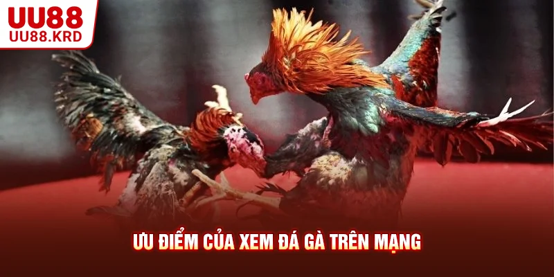 Ưu điểm của xem đá gà trên mạng Ưu điểm của xem đá gà trên mạng
